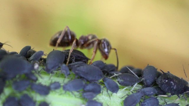 blattl&auml;use mit ameisen