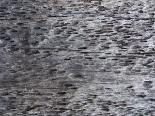 Texture of old wood