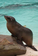 Fototapeta premium Californian Sea Lion - Zalophus californianus