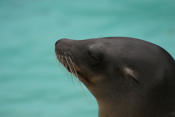 Obraz premium Californian Sea Lion - Zalophus californianus