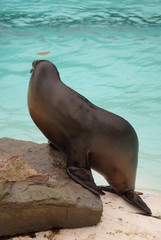 Fototapeta premium Californian Sea Lion - Zalophus californianus