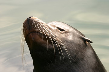 Obraz premium Californian Sea Lion - Zalophus californianus