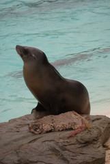 Fototapeta premium Californian Sea Lion - Zalophus californianus