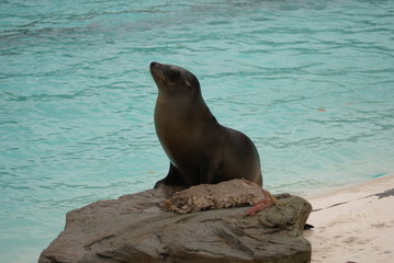 Fototapeta premium Californian Sea Lion - Zalophus californianus