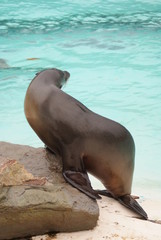 Fototapeta premium Californian Sea Lion - Zalophus californianus