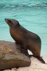 Obraz premium Californian Sea Lion - Zalophus californianus
