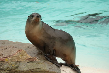 Californian Sea Lion - Zalophus californianus