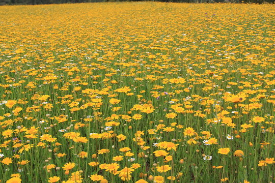 Campo de malmequeres