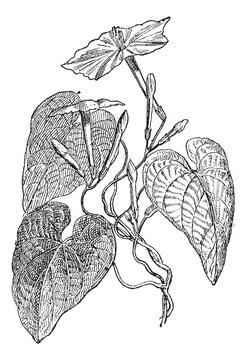 Jalap (Ipomea Purga), vintage engraving.