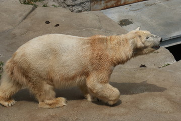 Polar Bear - Ursus maritimus