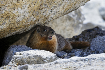 yellow-bellied marmot, yosemite national park, california