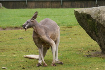 Red Kangaroo - Macropus rufus © Daniel Mortell