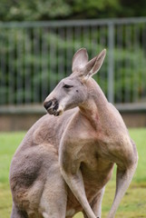 Red Kangaroo - Macropus rufus