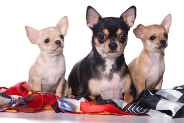Chihuahua dog on white background