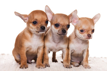 Chihuahua puppy on white background