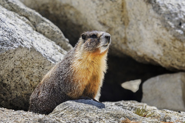 yellow-bellied marmot, yosemite national park, california