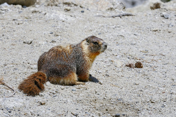 yellow-bellied marmot, yosemite national park, california