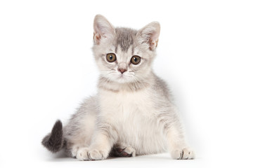 Obraz premium Abyssinian kitten on white background
