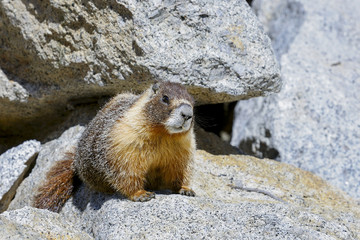 yellow-bellied marmot, yosemite national park, california
