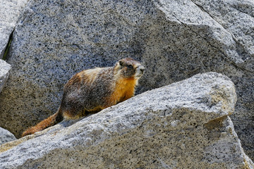 yellow-bellied marmot, yosemite national park, california