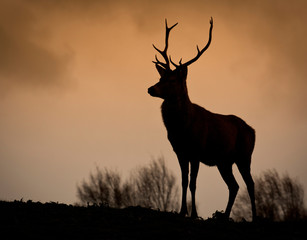 Fototapeta premium Red Deer Silhouette