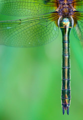 Detail of a dragonfly (Cordulia aenea)