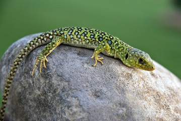 Lagarto Ocelado cría (lacerta lepida)