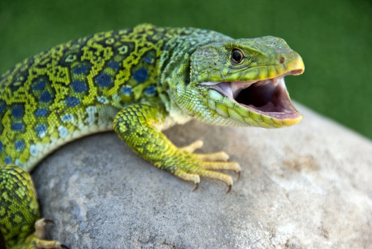lagarto Ocelado (lacerta l&eacute;pida)