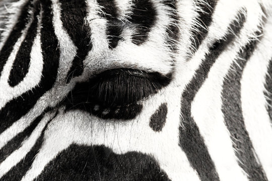 Fototapeta Zebra