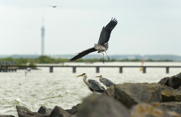 Grey heron fishing in a lake