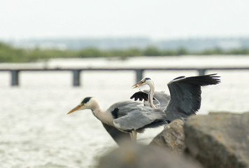 Grey heron fishing in a lake
