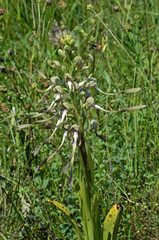 Capricorne musqué sur Orchis bouc00