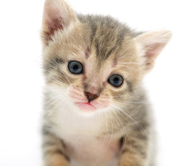маленький котёнок