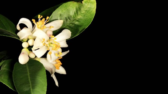 Lemon blossoms (Citrus limon L.) timelapse