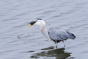 great blue heron, ardea herodias, california