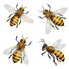 Honey bees flying - obrazy, fototapety, plakaty