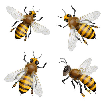 Honey bees flying