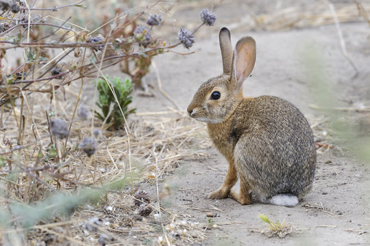desert cottontail rabbit, sylvilagus audubonii, california