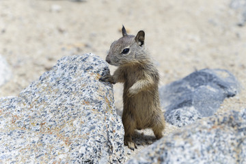 california ground squirrel, spermophilus beecheyi