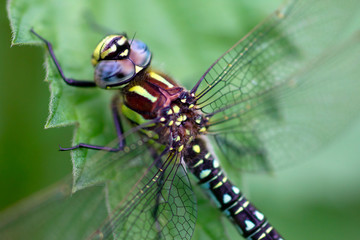 A dragonfly (Aeshna viridis)