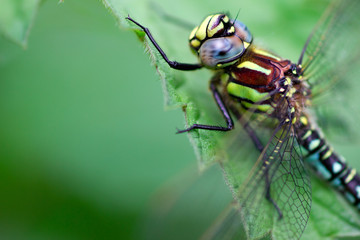 A dragonfly (Aeshna viridis)