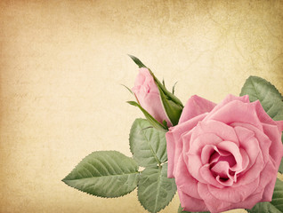 Pink vintage rose