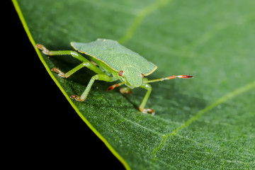 green shield bug, palomena prasina
