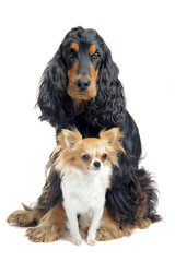 cocker spaniel and chihuahua
