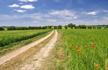Cornfield poppy