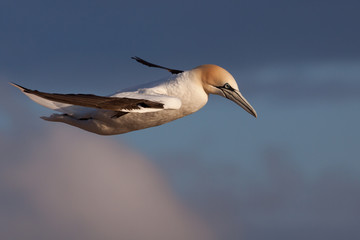 Gannet in flight at Helgoland