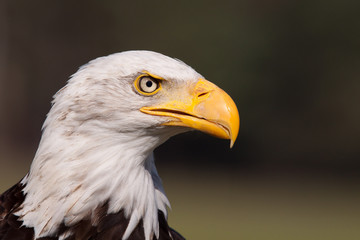 Portrait of an American bald eagle