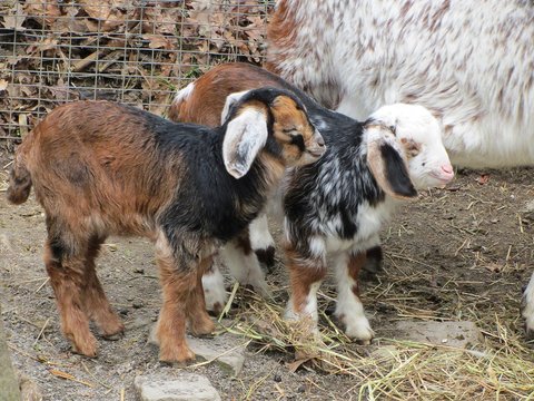 chevreau