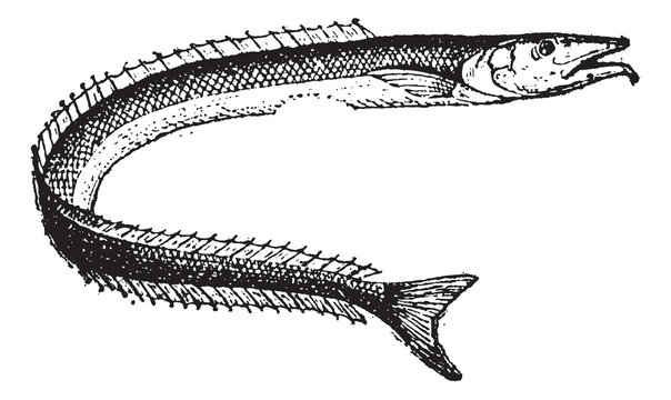 Lancetfish or Alepisaurus sp., vintage engraving