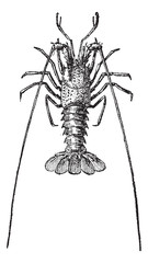 Crayfish or crawdads, vintage engraving.